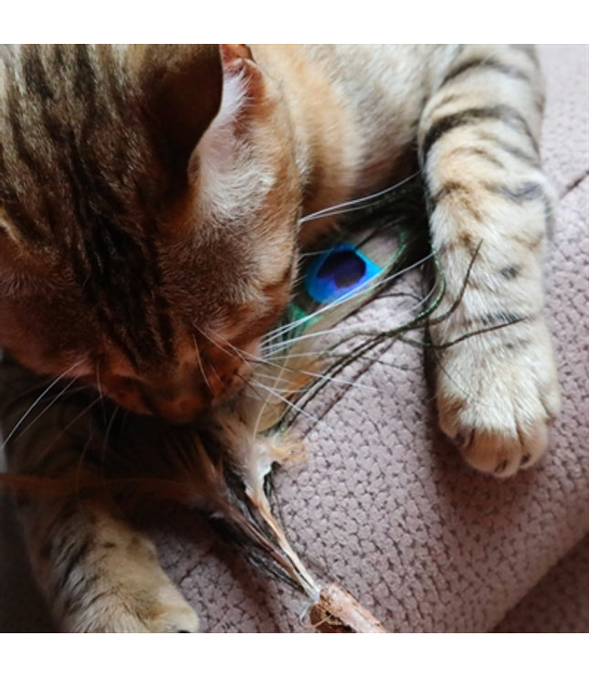 Croci Euphoria Kattenhengel Matatabi Pauwenveer