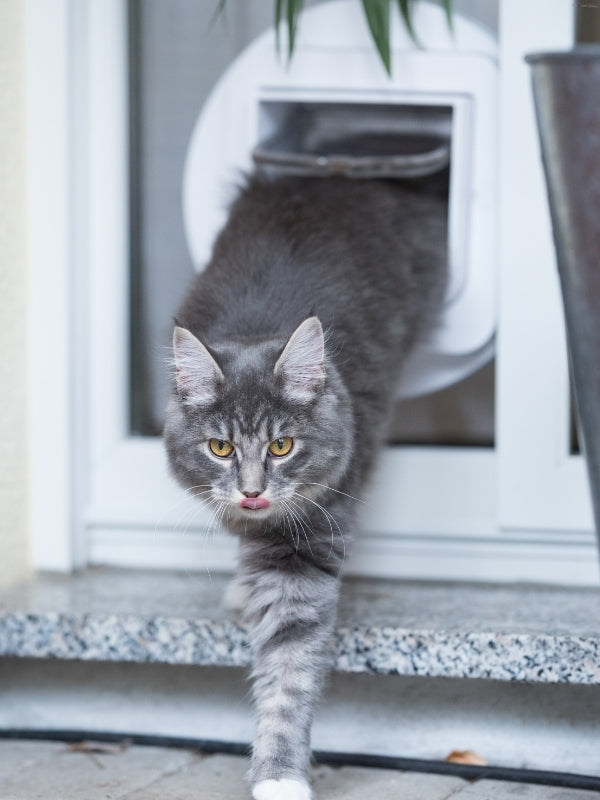 <h3>Kattenluik</h3>